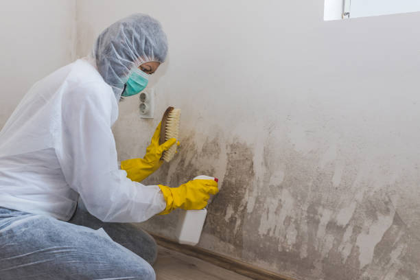 Professional Mold Removal & Remediation in Knoxville, TN